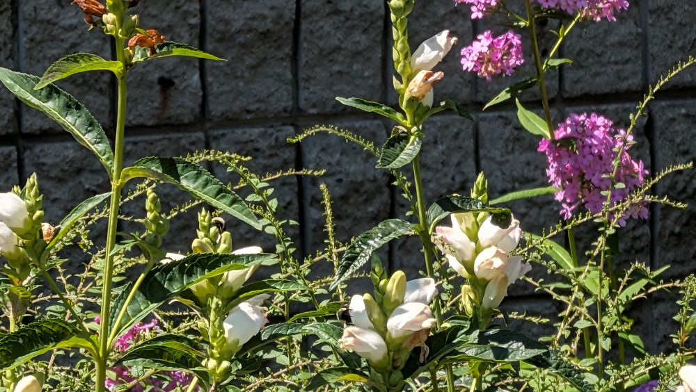 Garden_20260807_04_web