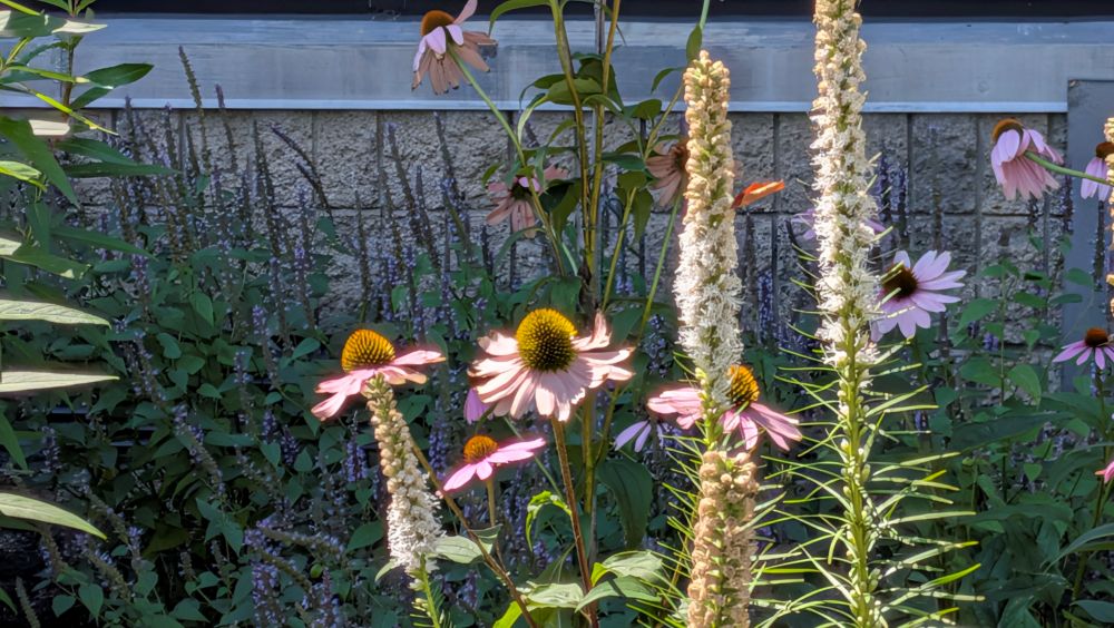 Garden_20260807_05_web